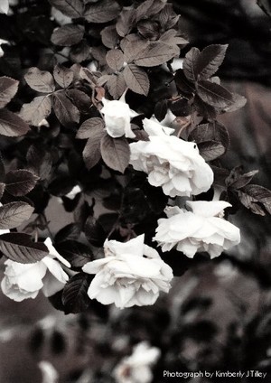 Old Hanging Roses