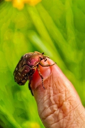 scarab on my finger