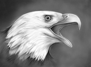 Bald Eagle - pencil on 9x12 smooth bristol paper