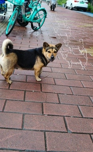 a street dog