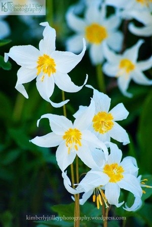 Avalanche Lilies P7134