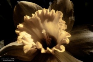 Daffodil P0235 