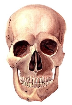 Skull