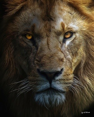 Lion In The shadow