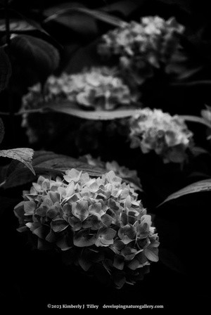 Black & White Hydrangea P0716
