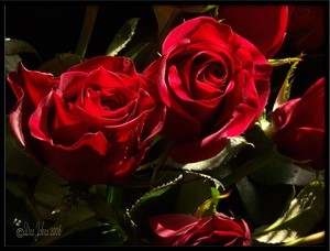 DEE JOBES PHOTOGRAPHY Portfolio