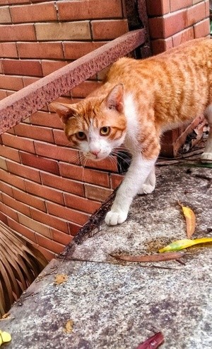 a cat passing by