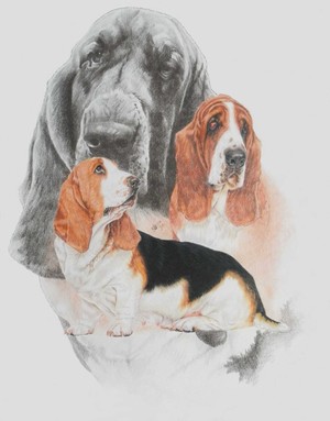 Basset Hound