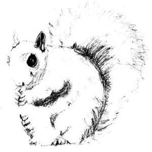 Kids Book Squirrel Sketch