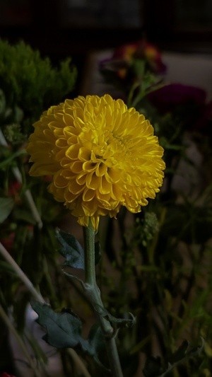 Yellow mums