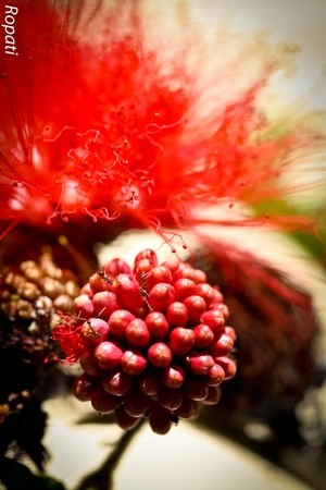 Ropati Leaso-Cobb Portfolio