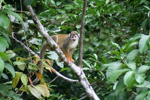 Squirrel Monkey in the Jungle