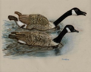 Canada Geese