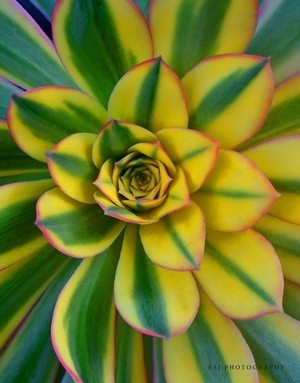 Succulent macro