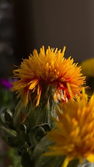 Yellow Safflower