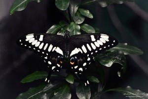 Black Swallowtail P9262