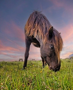 Icelandic horse at sunset 2