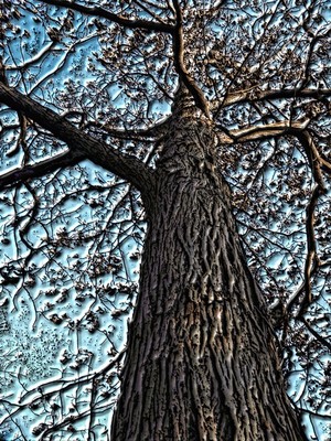 Hickory Tree