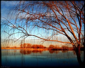 Morning Pond - Original Fine Art Print Metallic