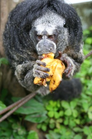 Lunch for a Woolly Monkey
