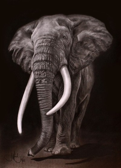 African Elephant drawing