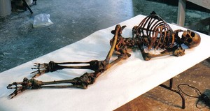 Skeleton
