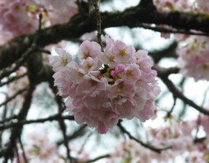 closeup-flower1