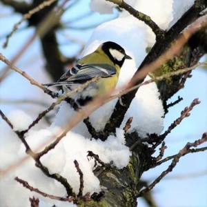 TIT ENJOYING THE SNOW ..