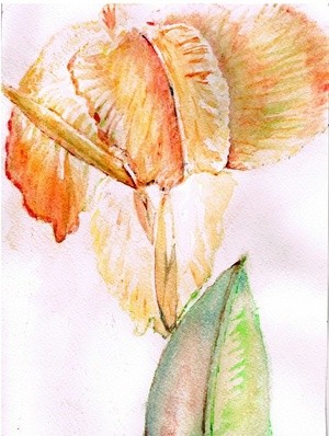 Canna Lily Watercolor