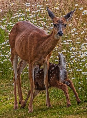 Feeding Time - June 7 13 2025