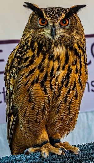 Horned Owl - June 13 2026