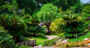 Japanese Gardens sunlit