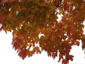 Tanya Antimirova Portfolio