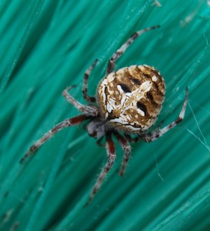 Gardenspider