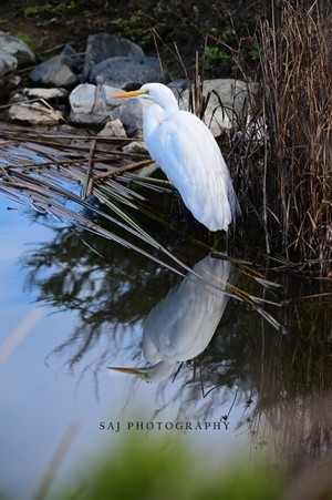 Great Egret 