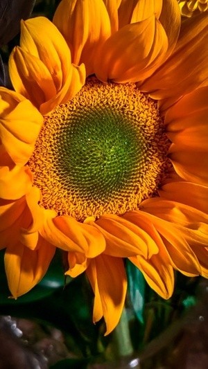 SunFlower-1
