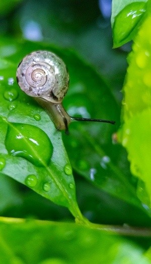 lonely snail