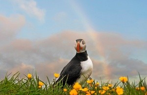 Puffin 6