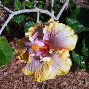 Hibiscus 