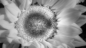 SunFlower B&W