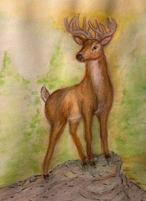 Deer at Sunset/Study