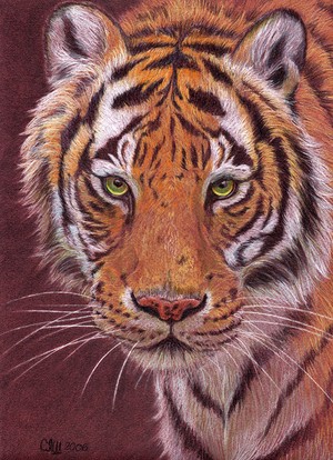 tiger