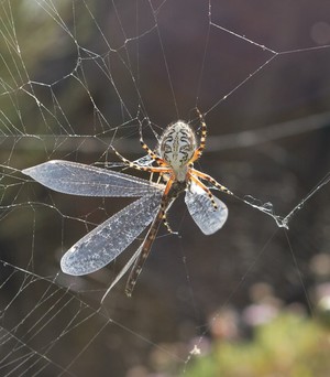 Spider and Prey