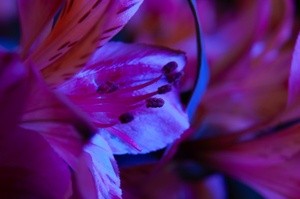 Pink Lily Macro