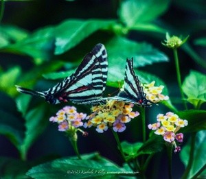 Zebra Swallowtail P0162