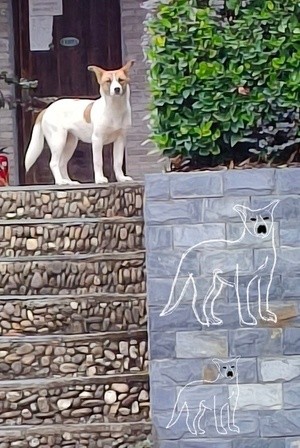 a dog and his portraits