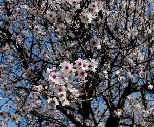 Almondtree in bloom