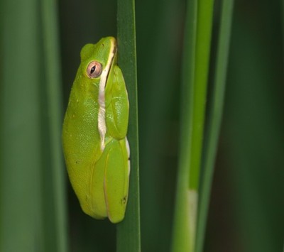 Amphibians & Reptiles