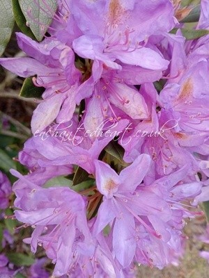 Rhododendron