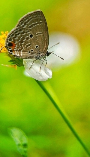 a flower lover